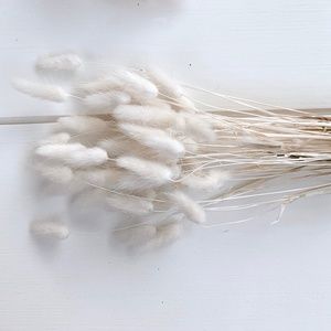 Dried White Bunny Tails